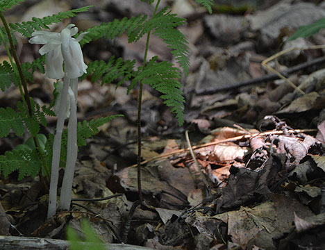 Indian Pipe