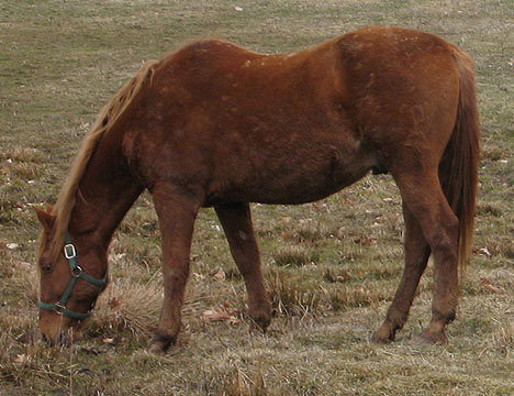 chestnut_mare