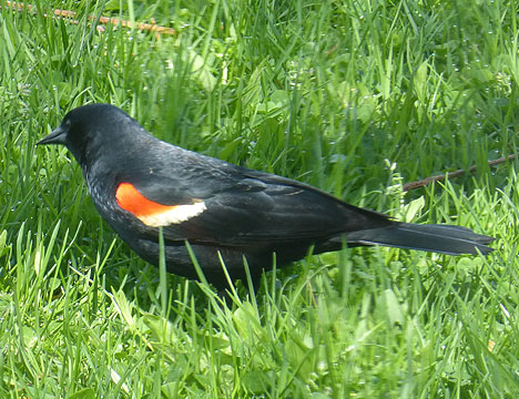 red_winged_blackbird