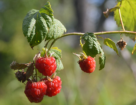 raspberries