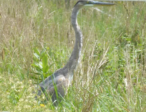 blue_heron