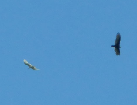 leucistic_buzzard