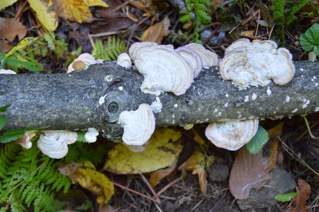 fungus_large