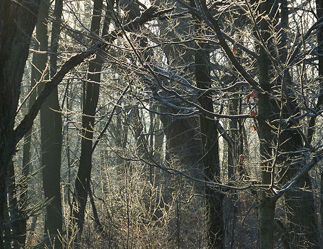 Frosted Twigs