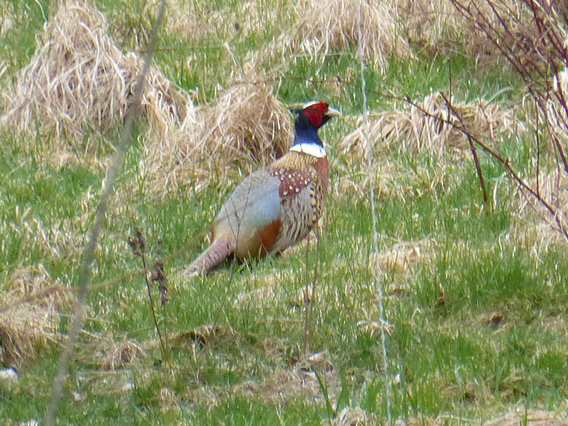 pheasant