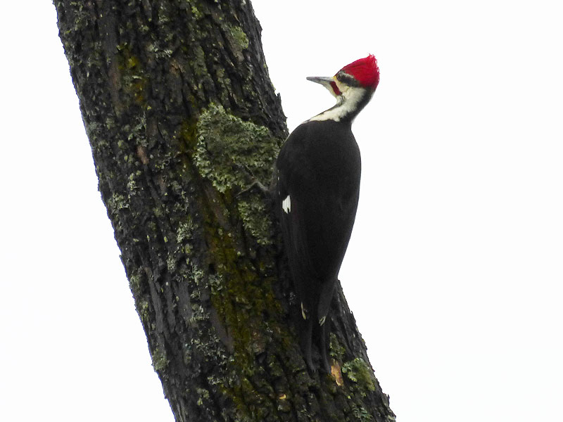 Pileated Woodpecker