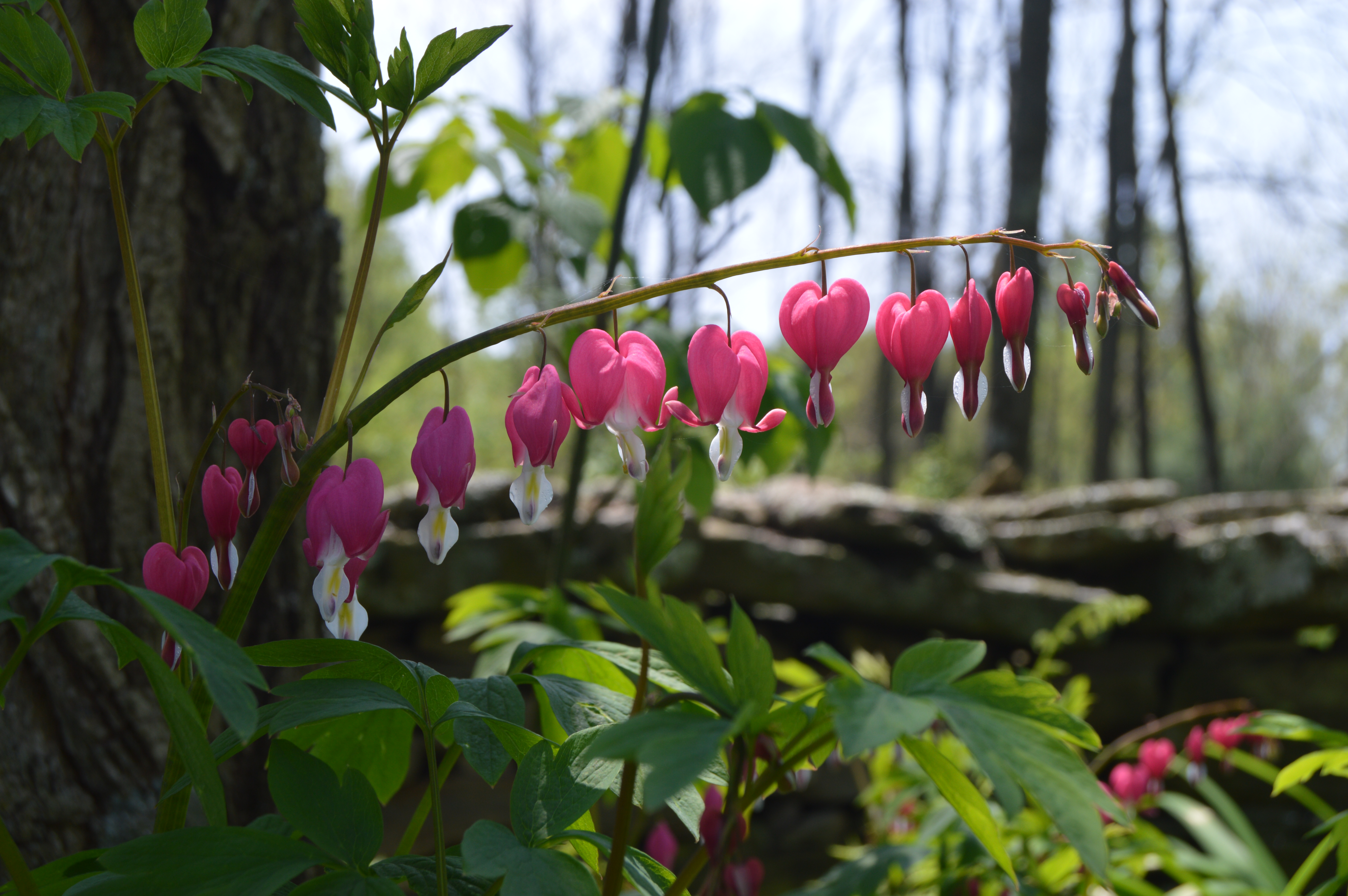 Bleeding Heart