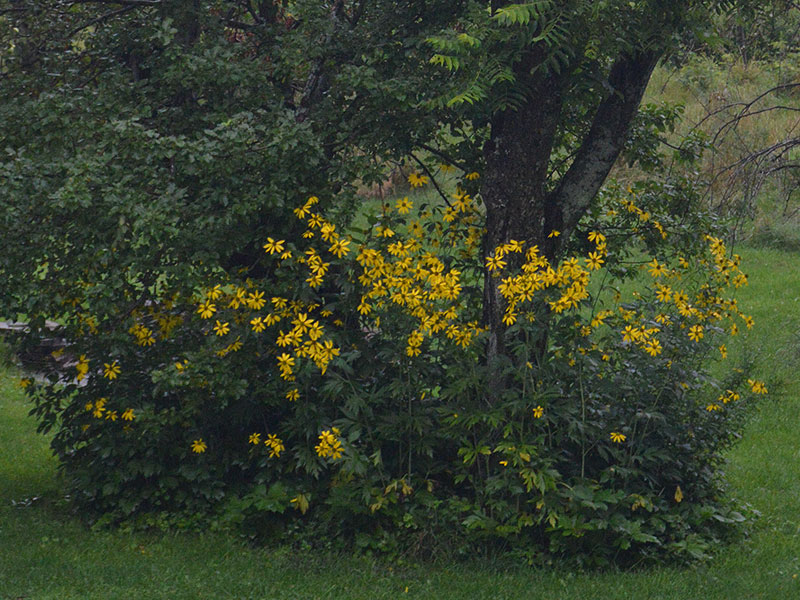 yellow_daisies