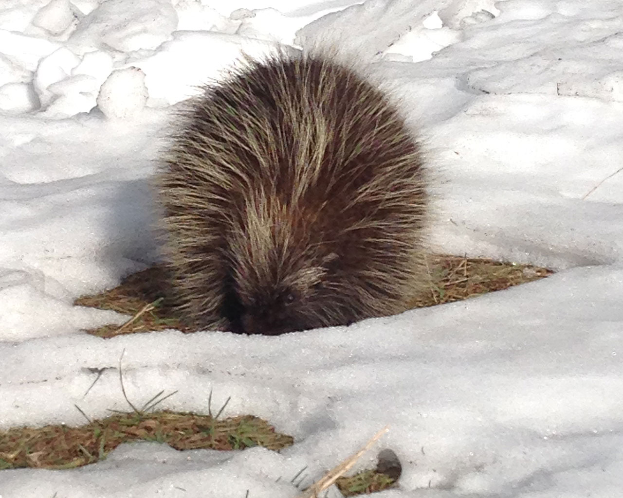 porcupine