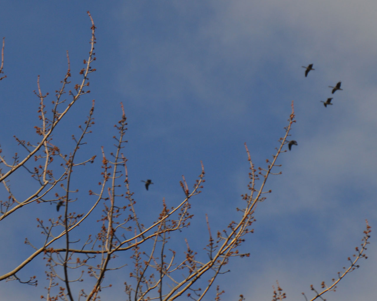 buds_and_geese