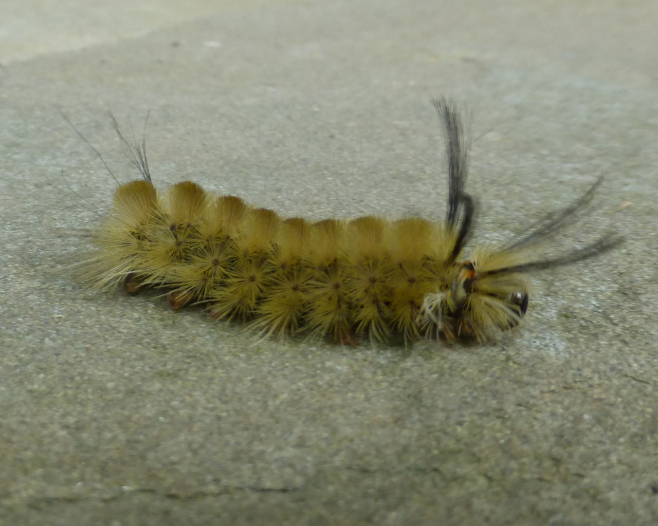 Banded Tussock Moth Caterpillar not an American Dagger Moth