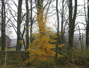 autumn_larch