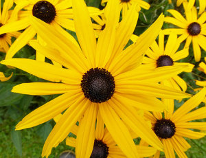 black_eyed_susan
