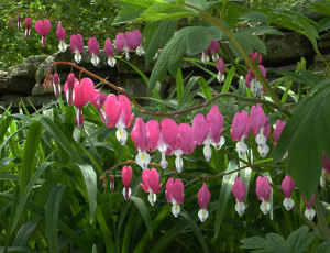 bleeding_heart