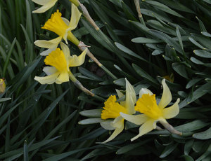 daffodils_on_green