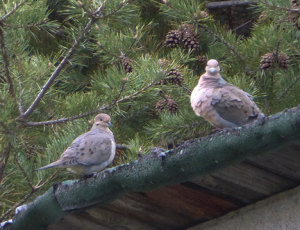 mourning_doves