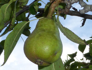 pear