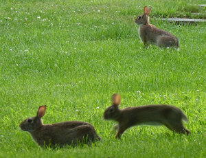rabbits