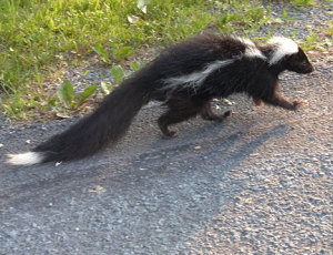 skunk