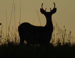 twilight_buck