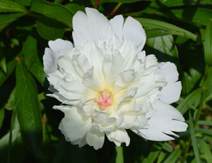 peony