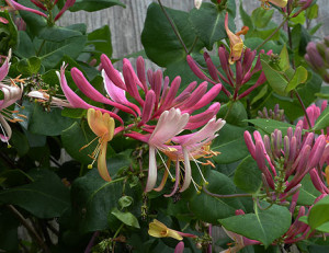 Honeysuckle