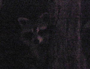 raccoon