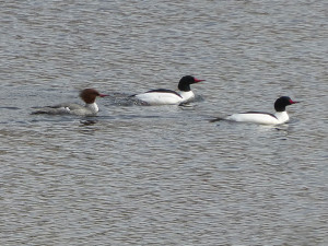 mergansers