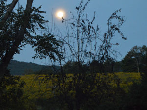 goldenrod_moon