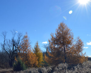 november_larch