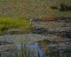 blue_heron