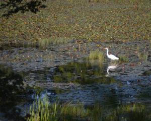 great_egret