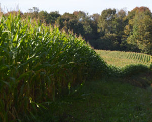 autumn_corn