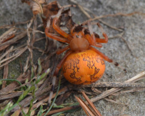 orange_spider