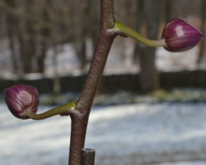 orchid_buds