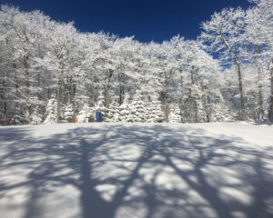 snow_tree_shadows
