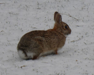 snow_rabbit