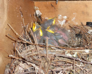 temporary_house_guests