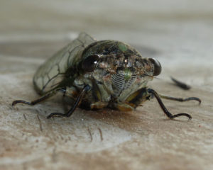 cicada