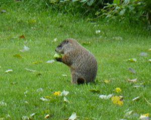 woodchuck_with_apple