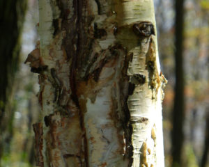 birch