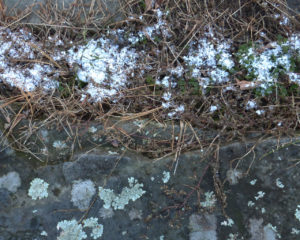 first_snow_lichen
