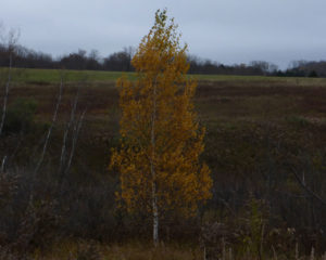 birch_sentinel