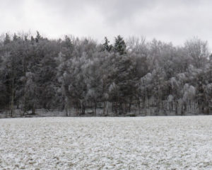 ice_trees