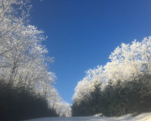 frosty_trees