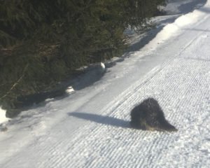 porcupine