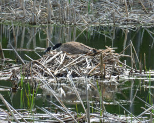 goose_nest