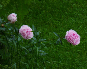 Pink Peony Progression