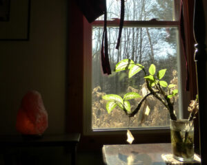 still_life_with_salt